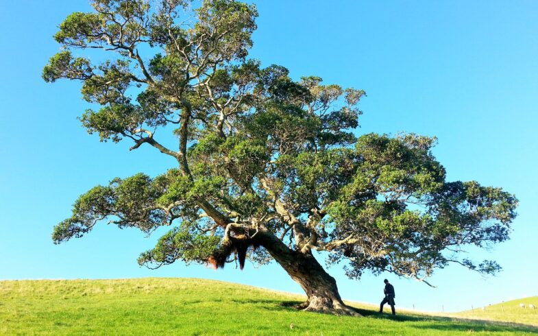 <strong>Un árbol por la vida: sembrando árboles en recuerdo de personas fallecidas por Covid-19</strong>